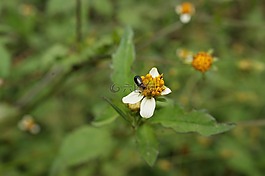 性質(zhì),芬蘭,金迪奧