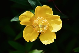 花,仙鶴草,黃色的花
