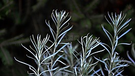 熏衣草,性質(zhì),灰灰色