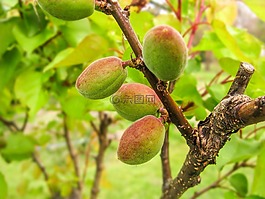 性質(zhì),桃,logany 的朋友