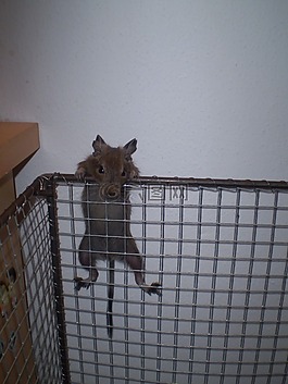 籠,購(gòu)買degu,表