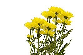 自然,植物區(qū)系,花