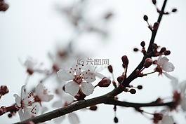 春,花,自然