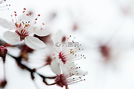 花,開花,自然