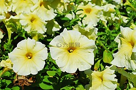 矮牽牛,黃色花,黃色佩妮