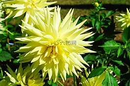 大麗花,花,黃色花