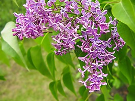器官,花卉,布什