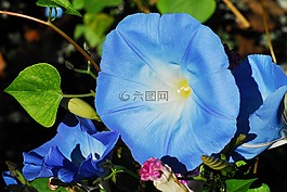 牽?；?藍(lán)色的花,自然