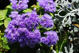 勝紅薊,花,自然