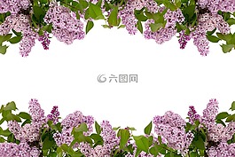 植物區(qū)系,葉,花