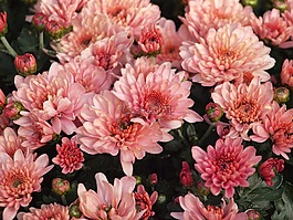 herbstaster,粉紅色,開花