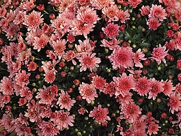 herbstaster,粉紅色,開花