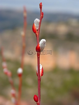 分支機構(gòu),爆發(fā),florir