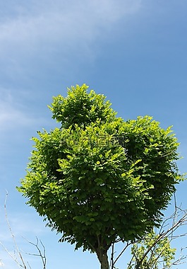 性質(zhì),樹,花園