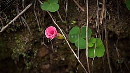 粉紅色,花,開花