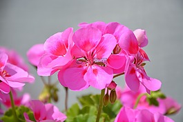 花粉紅的天竺葵,陽臺(tái),jardiniere