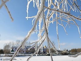 冰雪,樹掛,藍天