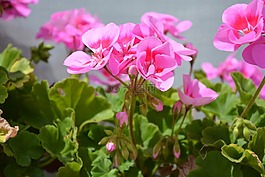 鲜花,颜色粉色,天竺葵