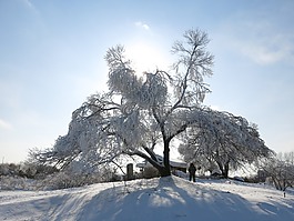 阳光,冰雪,树挂