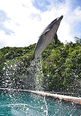 海豚,水族館,顯示