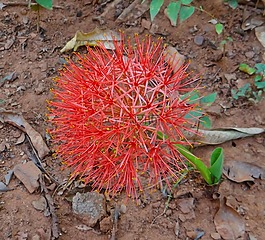 百合,scadoxus multiflorus,火球莉莉