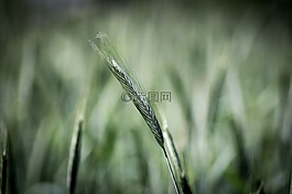 經(jīng)濟增長,植物群,性質(zhì)