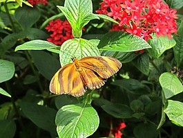 老虎條紋蝴蝶,昆蟲(chóng),特寫(xiě)