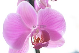 蘭花,粉紅色,盆栽