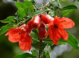 石榴,花,鮮花