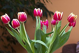 郁金香,鮮花,波茲