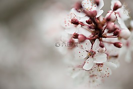 花,開(kāi)花,春