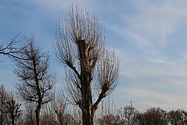樹木,樹,kahl