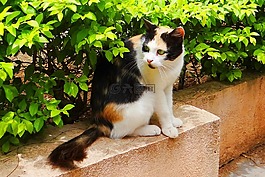 猫,家养,达瓦
