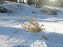 陽光,雪地,植物