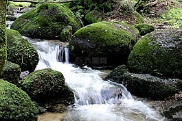 水,石頭,苔
