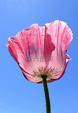罌粟花,粉紅色,花