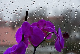 蘭花,紫,花