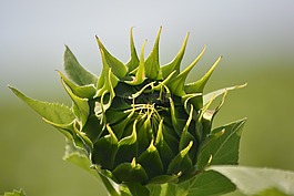 向日葵,植物區(qū)系,花蕾