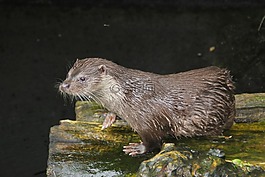 海獭,动物,alpenzoo