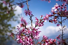 櫻花,花,開花