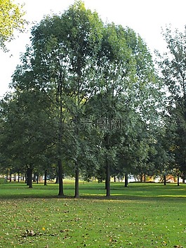 樹(shù)木,公園,主要銀行