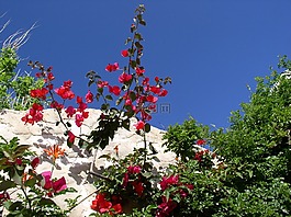 希臘,鮮花,天空