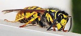 蜜蜂,黃蜂,昆蟲(chóng)