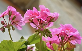 花,粉色,芽