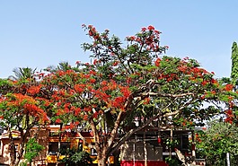 gulmohor,凤凰木,树