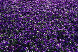 潘茜,鲜花,blütenmeer