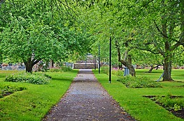 natur,路,夏天