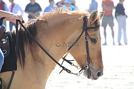 马,马头,马师道小马