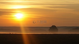 日出,鹿,雾