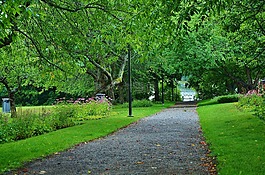 natur,路,夏天